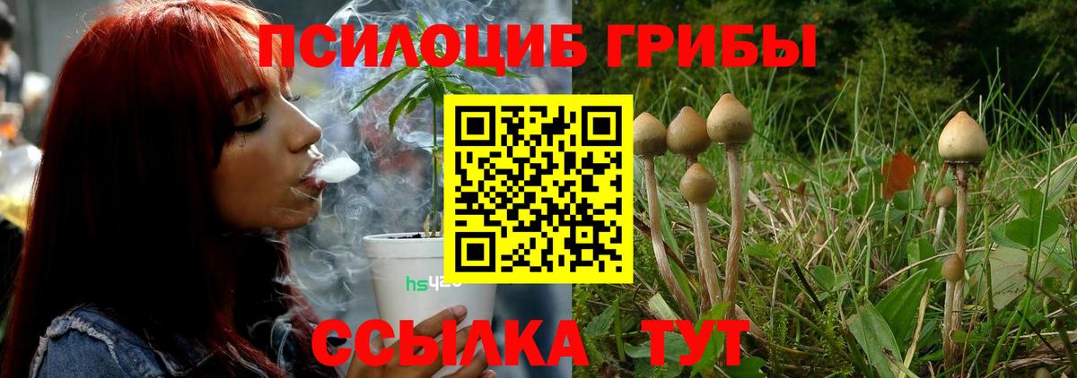 Псилоцибиновые грибы Psilocybine cubensis Видное